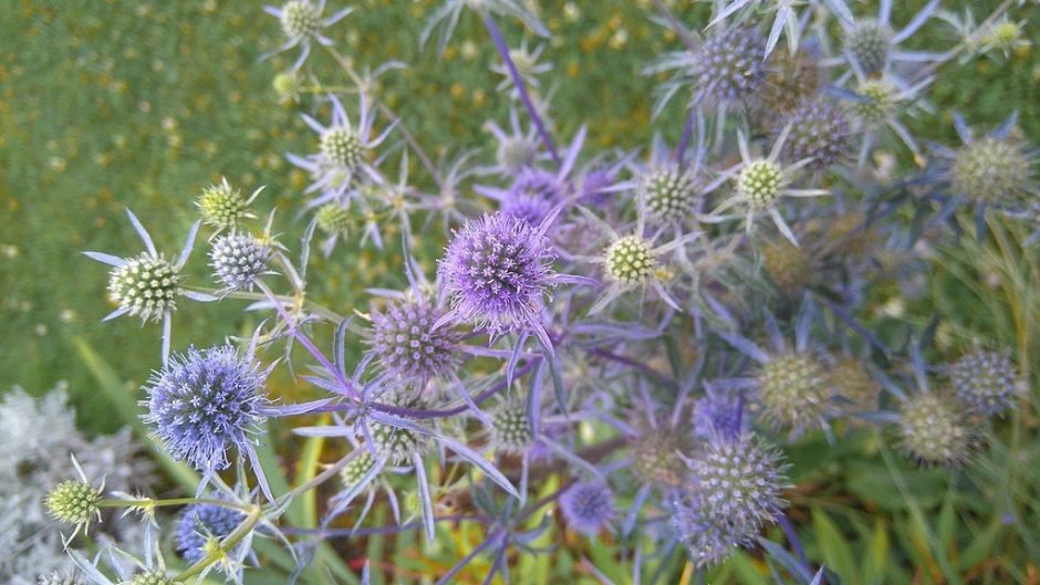 Onde plantar Eríngio bourgatii (Eryngium bourgatii)_2