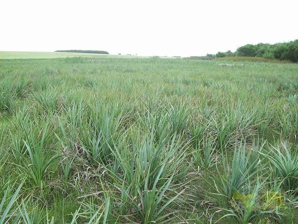 Eríngio pandanifolium (Eryngium pandanifolium)