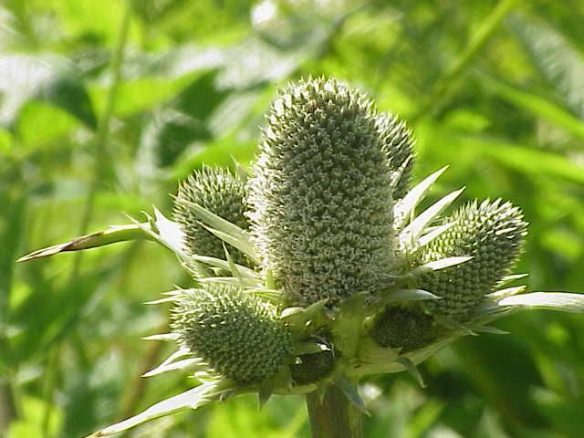 Como plantar Eríngio pandanifolium (Eryngium pandanifolium)_1