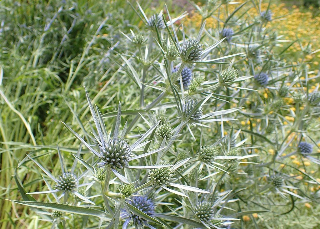 Eríngio sérvio (Eryngium serbicum)