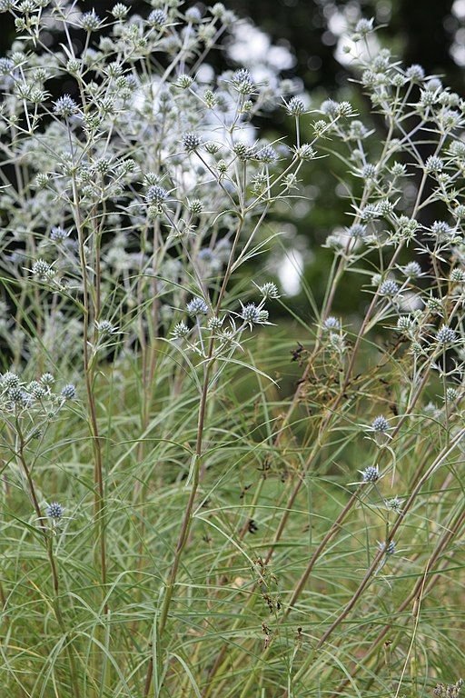 Como plantar Eríngio sérvio (Eryngium serbicum)_1