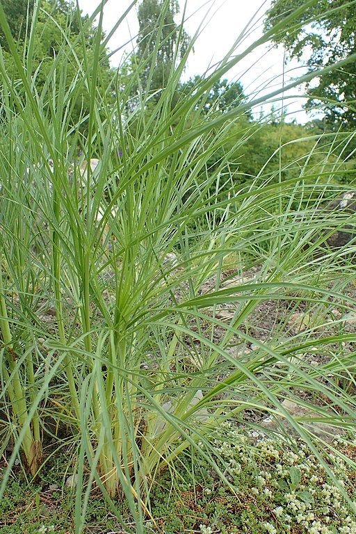 Onde plantar Eríngio sérvio (Eryngium serbicum)_2