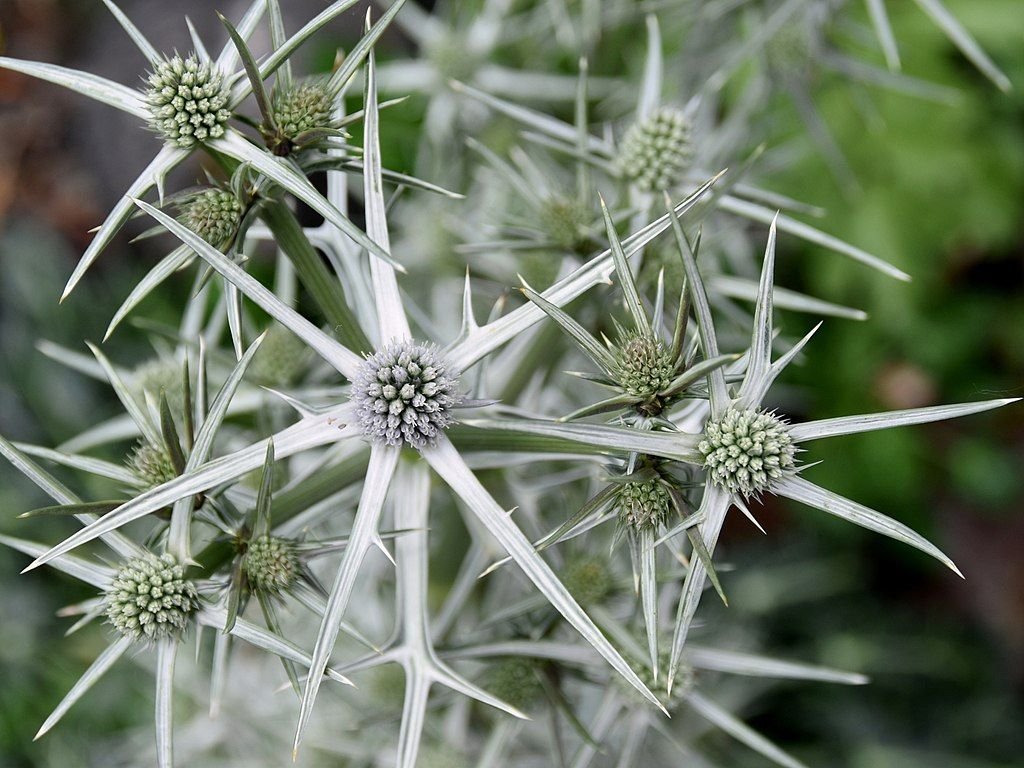 Eríngio variifolium (Eryngium variifolium)