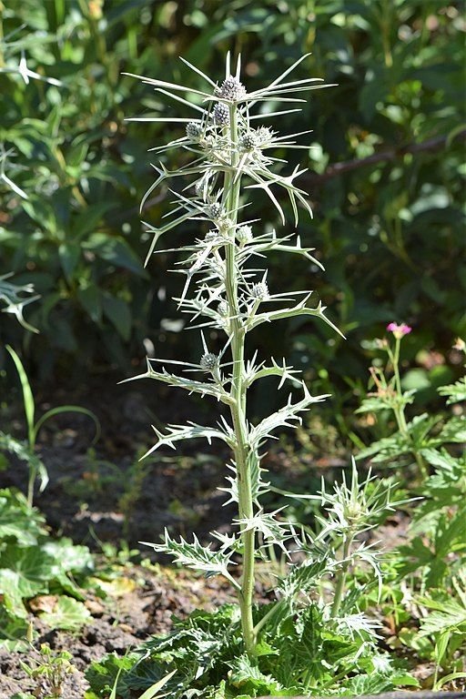 Como plantar Eríngio variifolium (Eryngium variifolium)_1