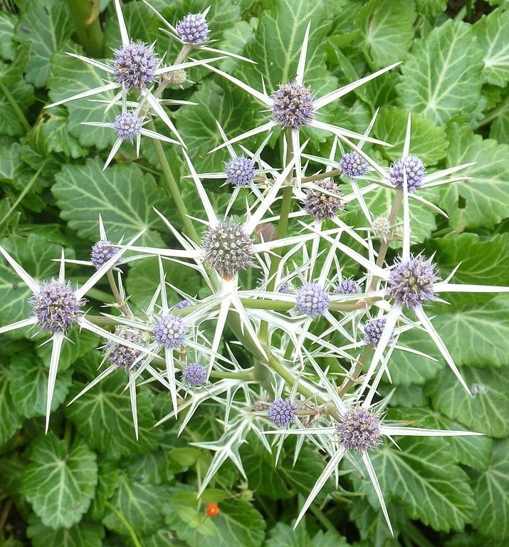 Onde plantar Eríngio variifolium (Eryngium variifolium)_2