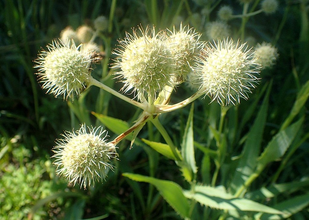 Eríngio yuccifolium (Eryngium yuccifolium)
