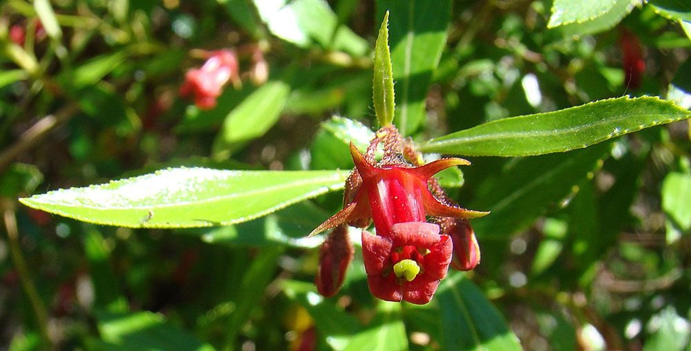 Escalónia (Escallonia rubra)