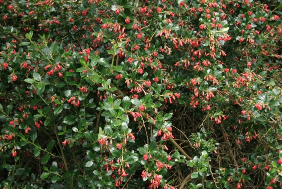 Como plantar Escalónia (Escallonia rubra)_1