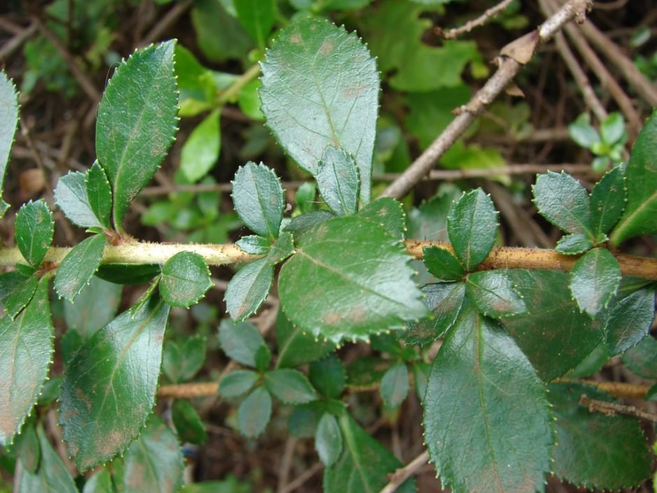 Onde plantar Escalónia (Escallonia rubra)_2
