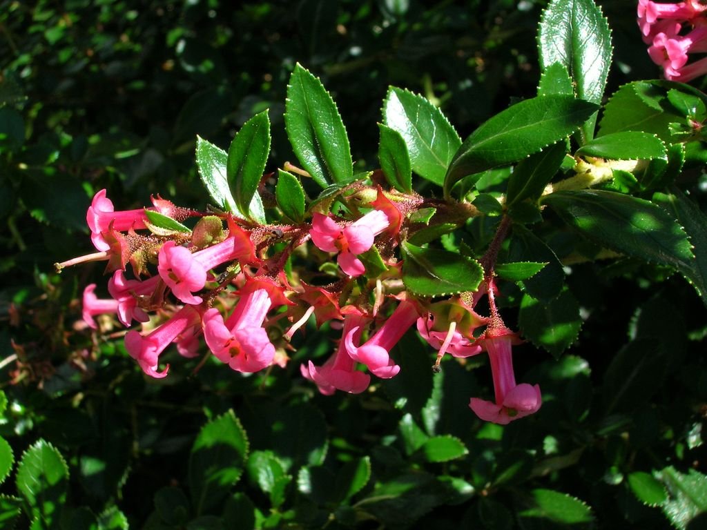 Escalónia chilena (Escallonia rubra var. macrantha)