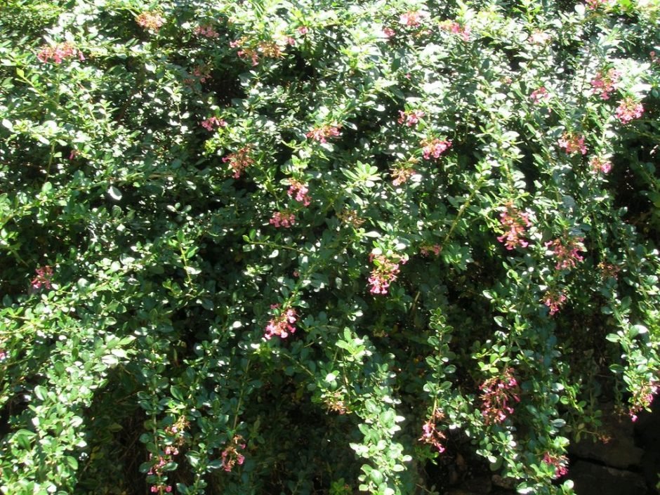 Como plantar Escalónia chilena (Escallonia rubra var. macrantha)_1