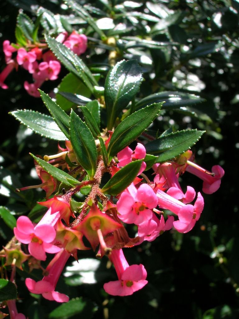 Onde plantar Escalónia chilena (Escallonia rubra var. macrantha)_2