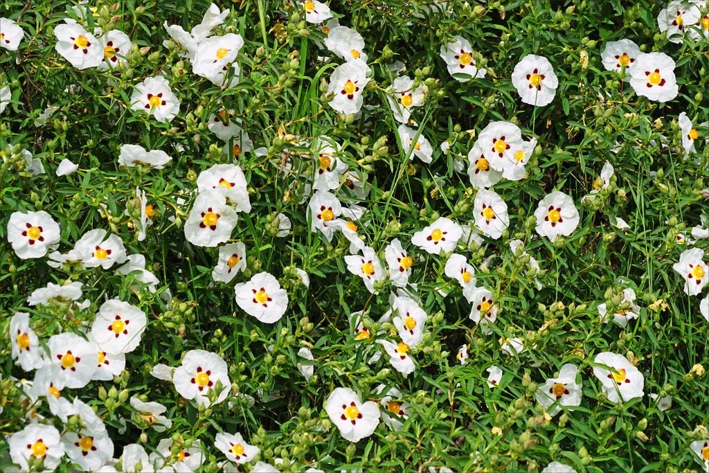 Esteva (Cistus ladanifer L.)