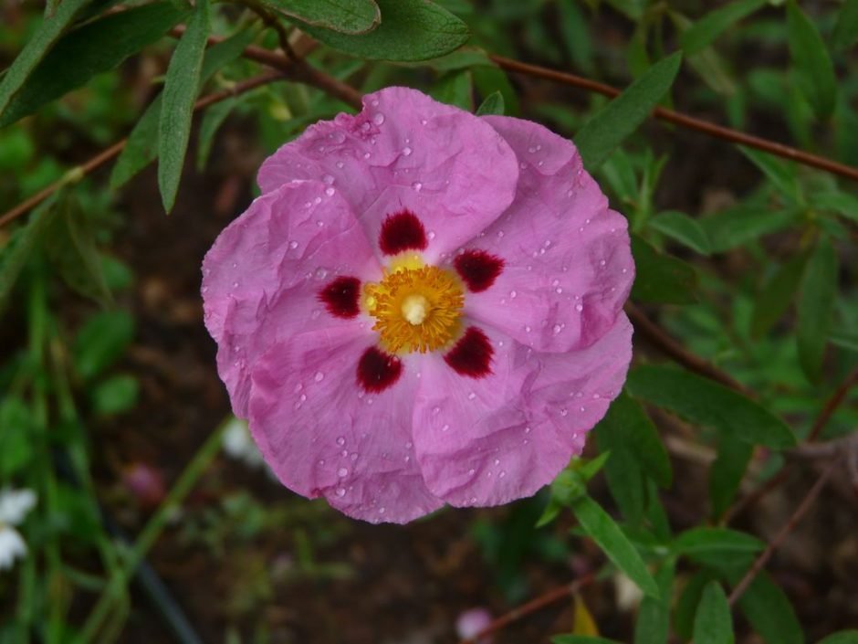 Como plantar Esteva-roxa (Cistus × purpureus)_1