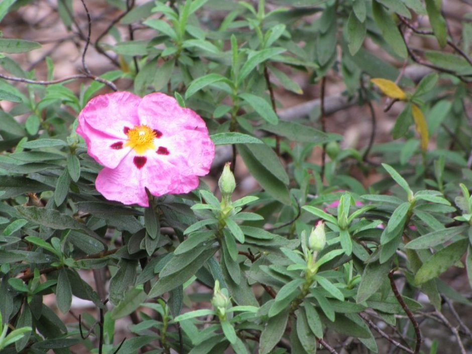Onde plantar Esteva-roxa (Cistus × purpureus)_2