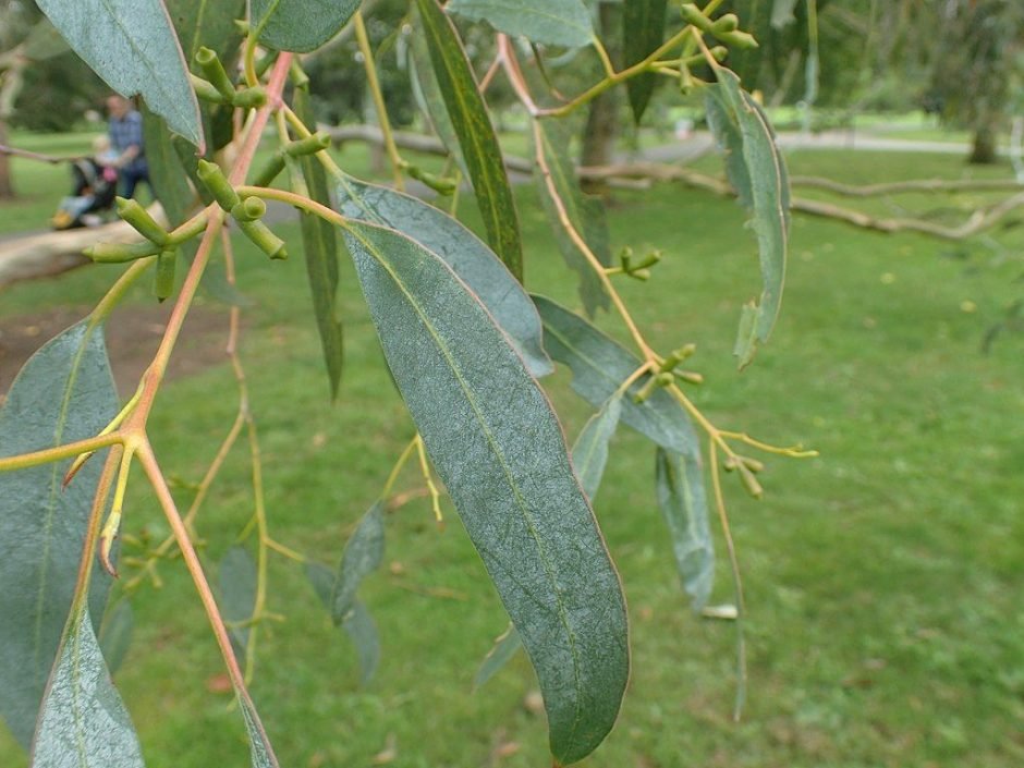 Como plantar Eucalipto Tingiringi (Eucalyptus glaucescens)_1