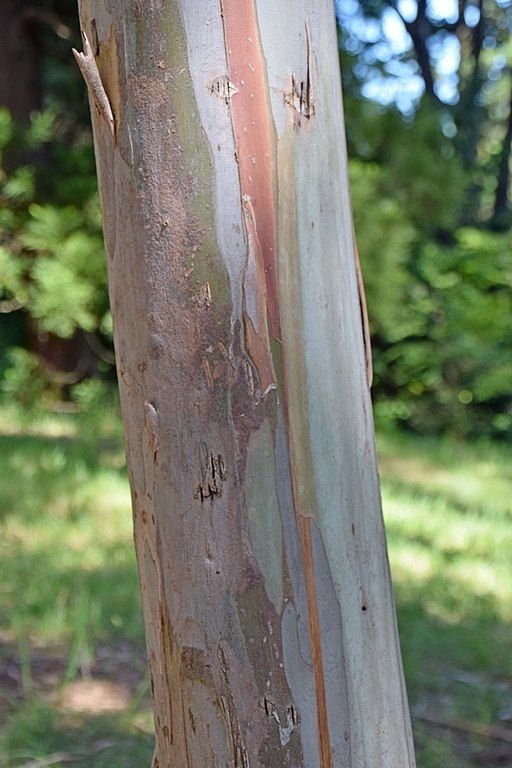 Onde plantar Eucalipto Tingiringi (Eucalyptus glaucescens)_2