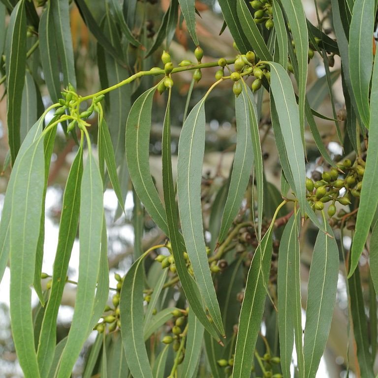 Eucalipto-da-montanha (Eucalyptus dalrympleana)