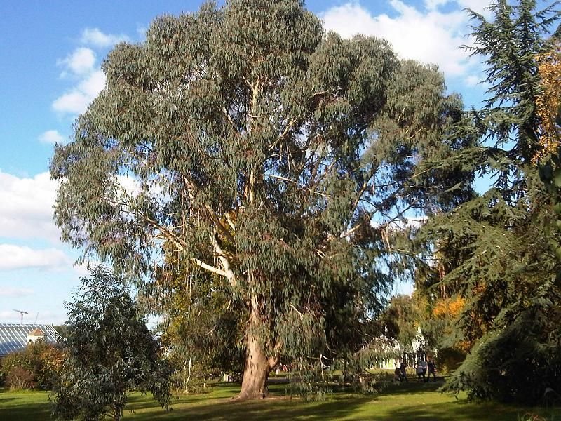 Como plantar Eucalipto-da-montanha (Eucalyptus dalrympleana)_1