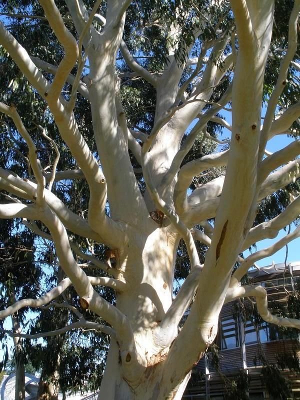 Onde plantar Eucalipto-da-montanha (Eucalyptus dalrympleana)_2