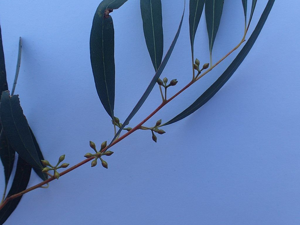 Eucalipto-de-folha-estreita (Eucalyptus nicholii)