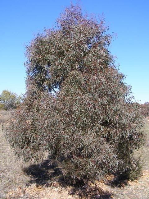 Onde plantar Eucalipto-de-folha-estreita (Eucalyptus nicholii)_2