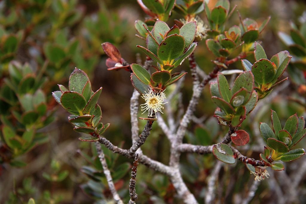 Eucalipto-envernizado (Eucalyptus vernicosa)