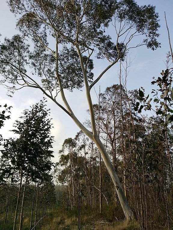 Como plantar Eucalipto pauciflora (Eucalyptus pauciflora)_1