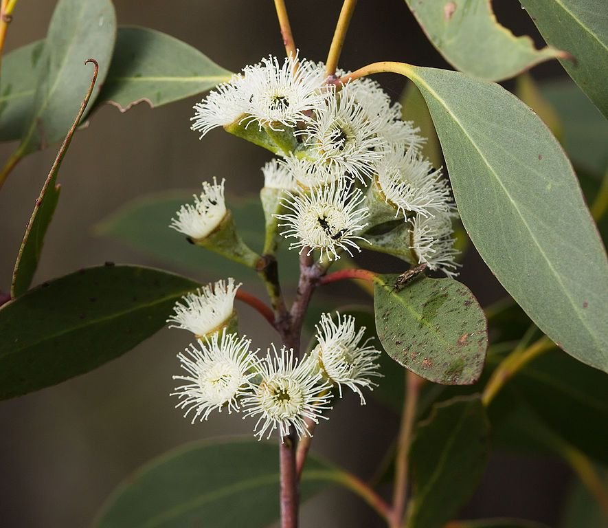 Onde plantar Eucalipto pauciflora (Eucalyptus pauciflora)_2