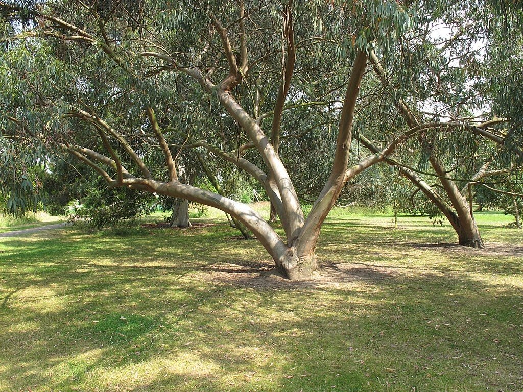 Eucalipto perriniana (Eucalyptus perriniana)