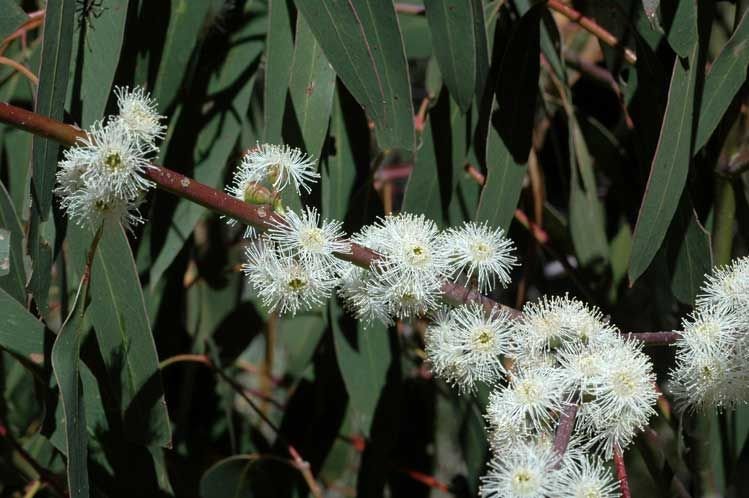 Como plantar Eucalipto perriniana (Eucalyptus perriniana)_1