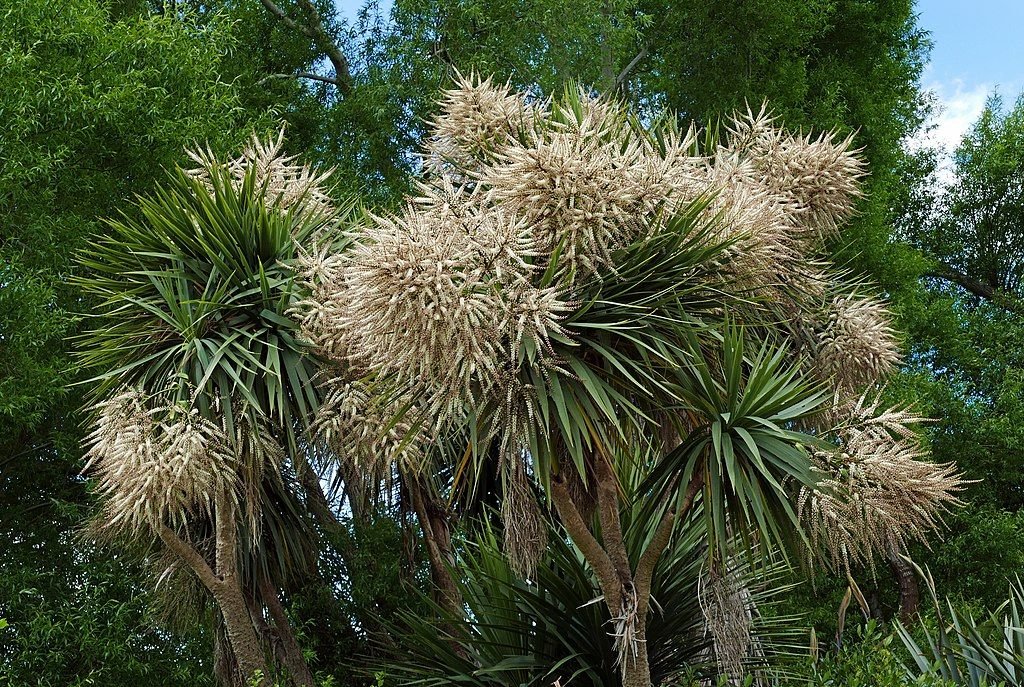 Fiteira (Cordyline australis)