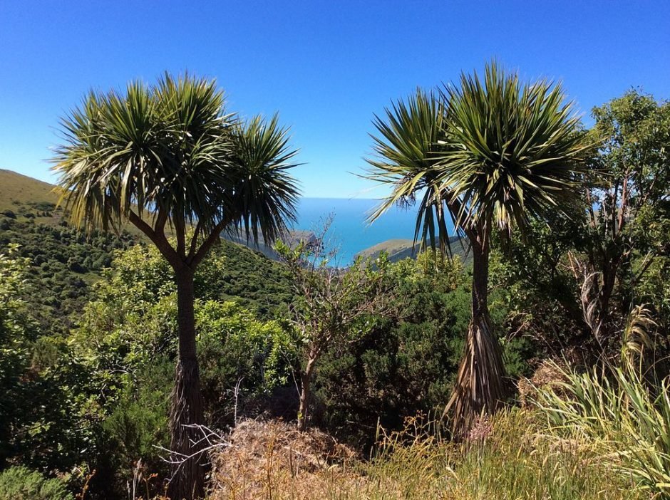 Como plantar Fiteira (Cordyline australis)_1