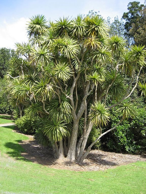 Onde plantar Fiteira (Cordyline australis)_2