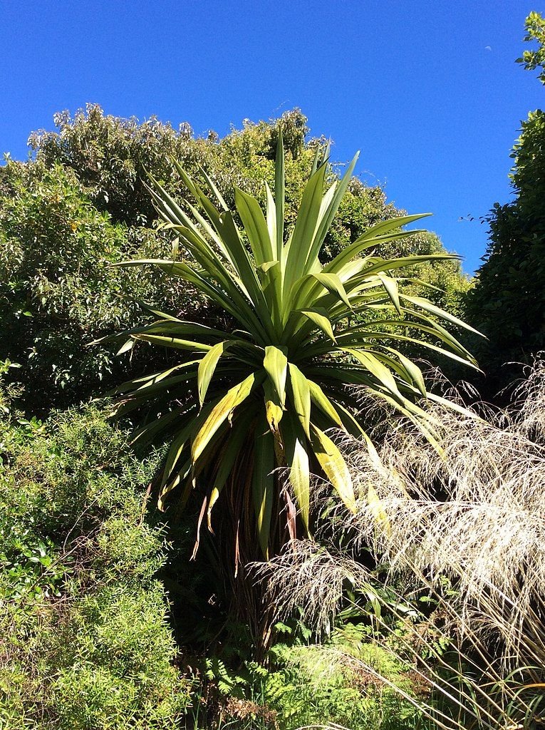 Fiteira indivisa (Cordyline indivisa)