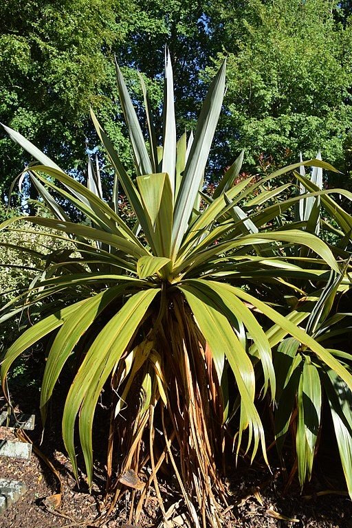 Onde plantar Fiteira indivisa (Cordyline indivisa)_2