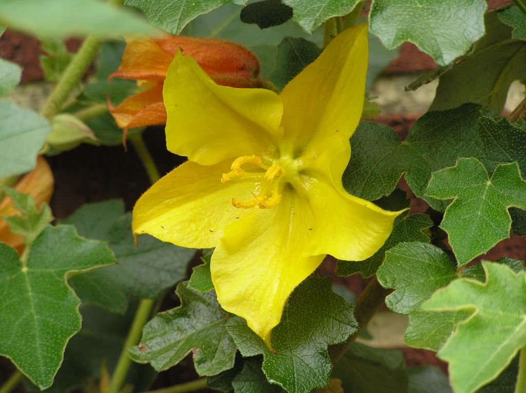 Fremontia 'California Glory' (Fremontodendron 'California Glory')