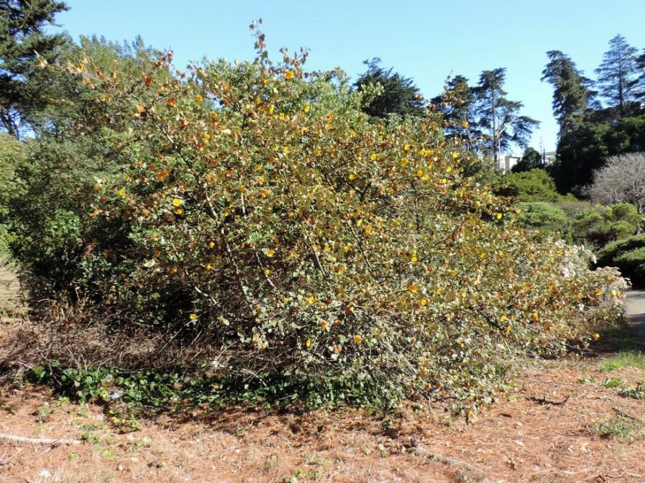 Como plantar Fremontia 'California Glory' (Fremontodendron 'California Glory')_1