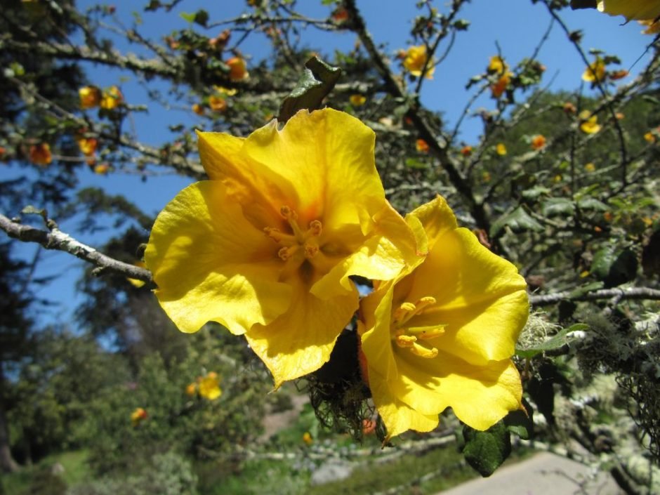 Onde plantar Fremontia 'California Glory' (Fremontodendron 'California Glory')_2