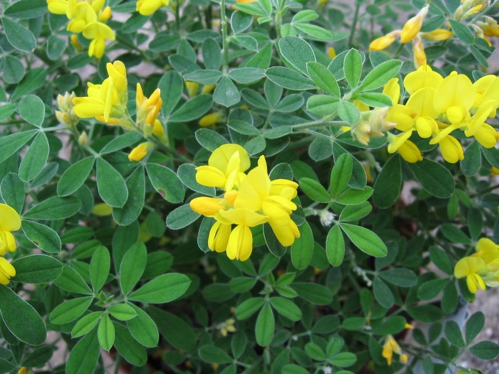 Genista 'Porlock' (Genista 'Porlock')