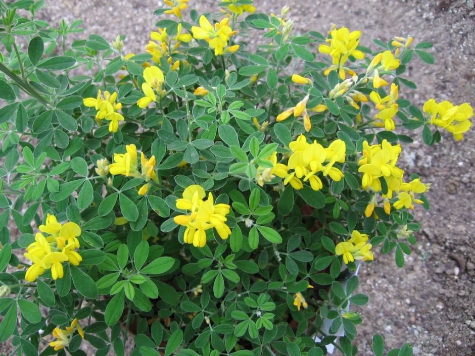 Como plantar Genista 'Porlock' (Genista 'Porlock')_1