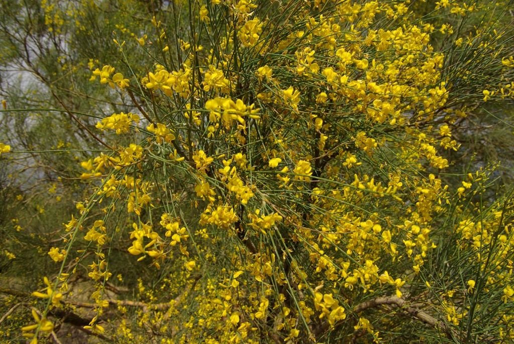 Genista aetnensis (Genista aetnensis)
