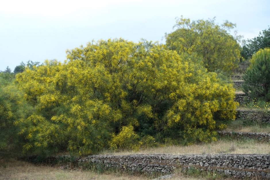 Como plantar Genista aetnensis (Genista aetnensis)_1
