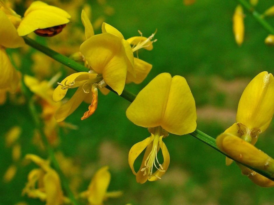 Onde plantar Genista aetnensis (Genista aetnensis)_2