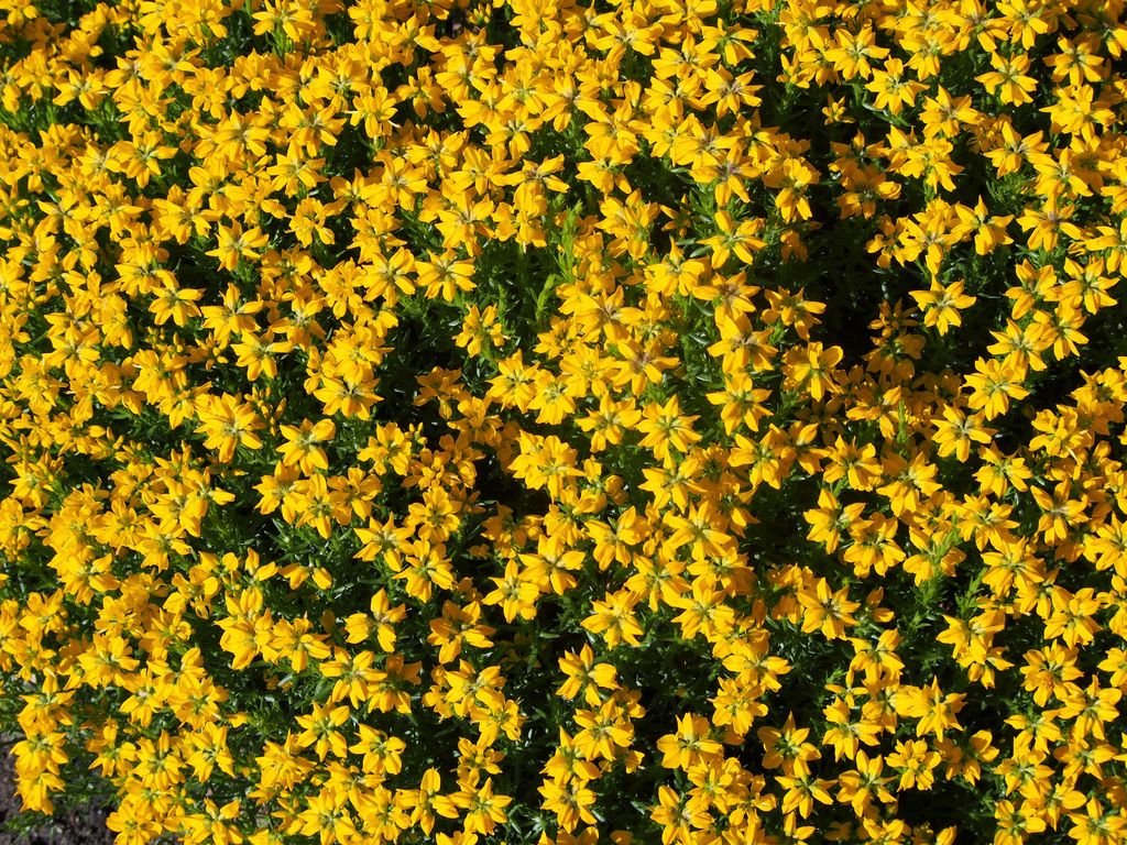 Genista hispanica (Genista hispanica)