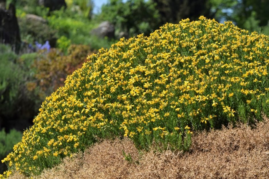 Como plantar Genista hispanica (Genista hispanica)_1