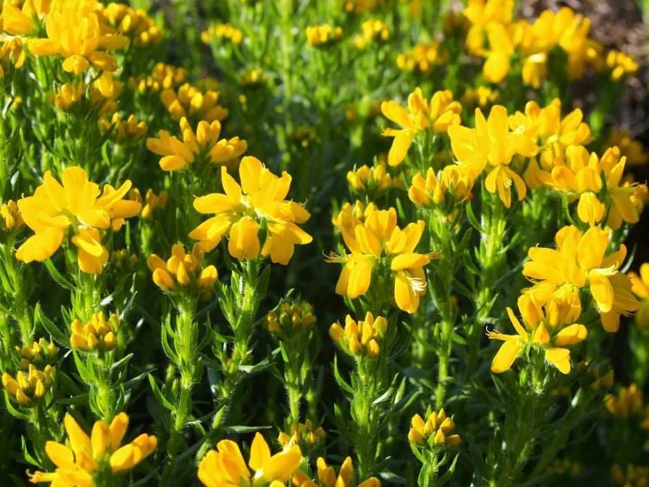 Onde plantar Genista hispanica (Genista hispanica)_2