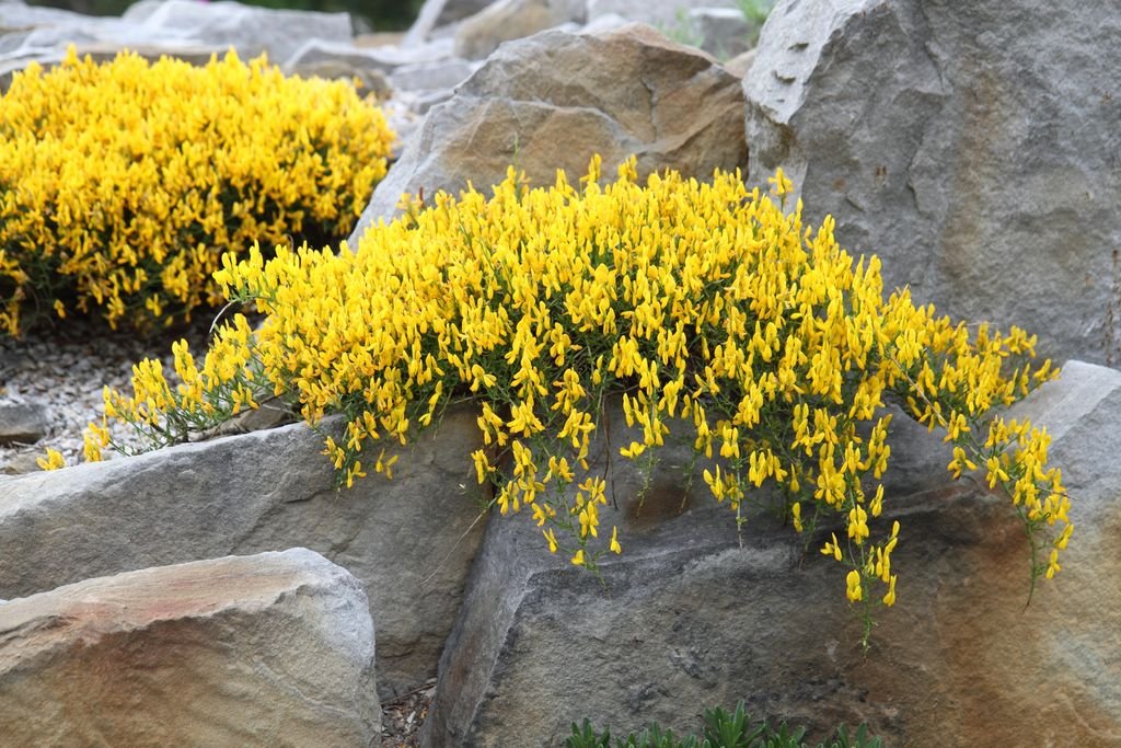 Genista lydia (Genista lydia)