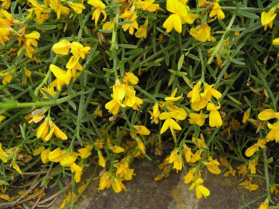 Onde plantar Genista lydia (Genista lydia)_2