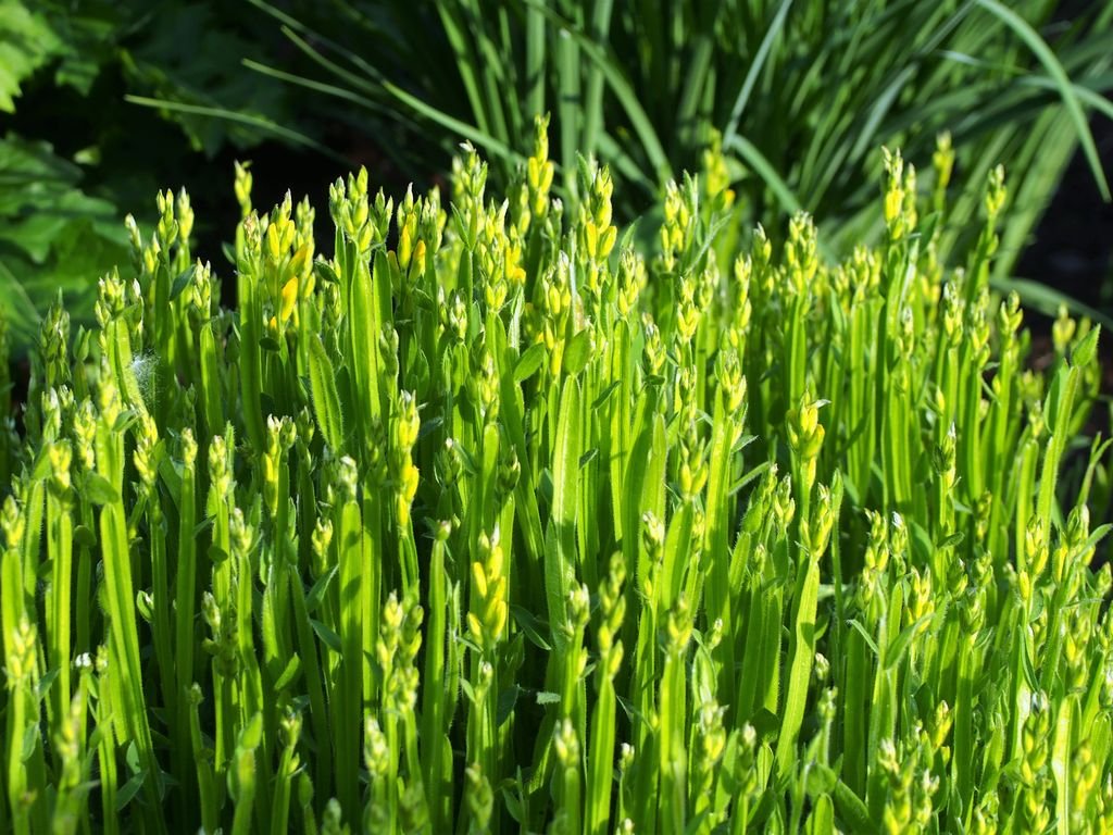 Genista sagittalis (Genista sagittalis)